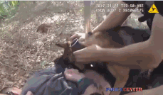咬!美国K9警犬拦截逃犯